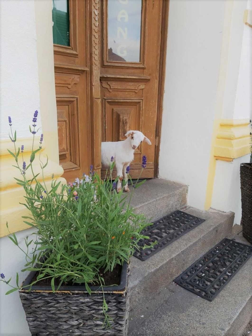 Pension Am Stadtgraben Hotel Lübbenau Eksteriør billede